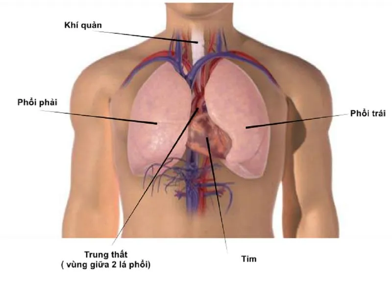 Những thông tin quan trọng bạn cần phải biết về tĩnh mạch phế quản