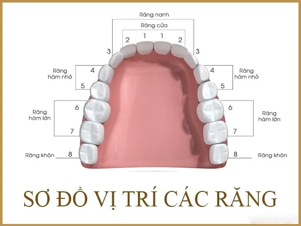 Răng số 7 là răng nào? Nhổ răng số 7 có cần trồng lại không?