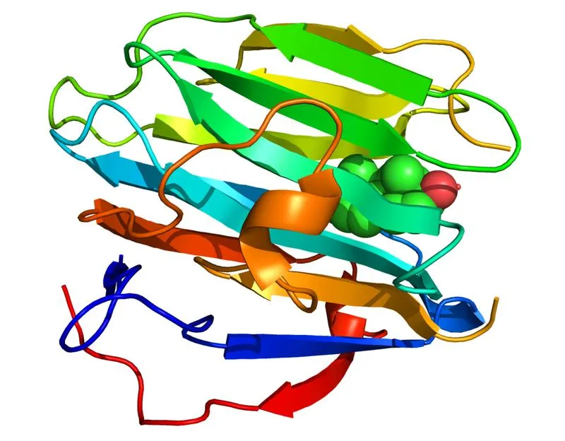 SHBG hormone là gì? Khi nào cần xét nghiệm SHBG?