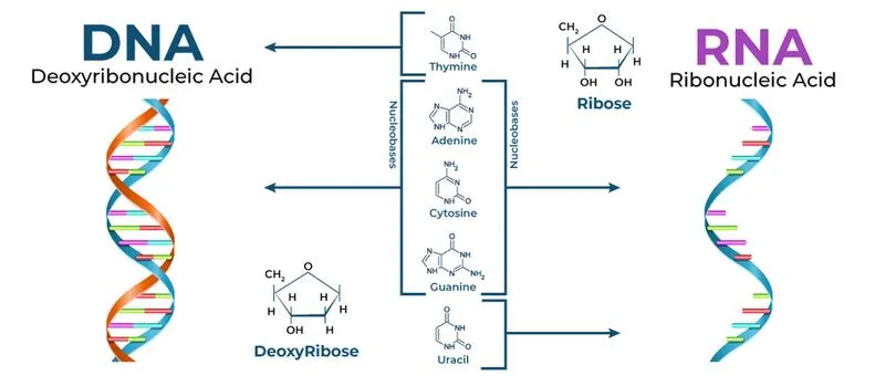 So sánh DNA và RNA: Có gì giống và khác nhau?