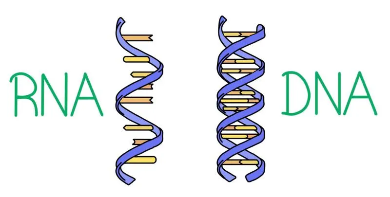 So sánh DNA và RNA: Có gì giống và khác nhau?