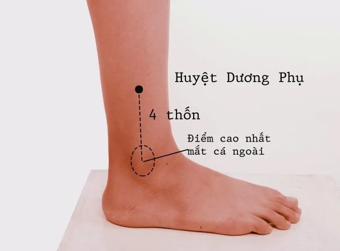 Tác dụng của huyệt Dương Phụ có thể bạn chưa biết