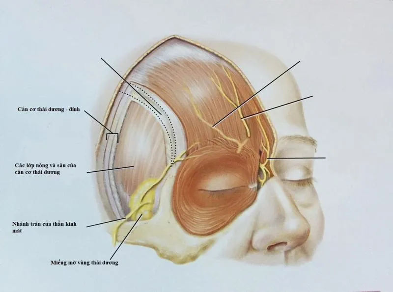 Thái dương là gì? Những nguyên nhân gây đau đầu hai bên vùng thái dương