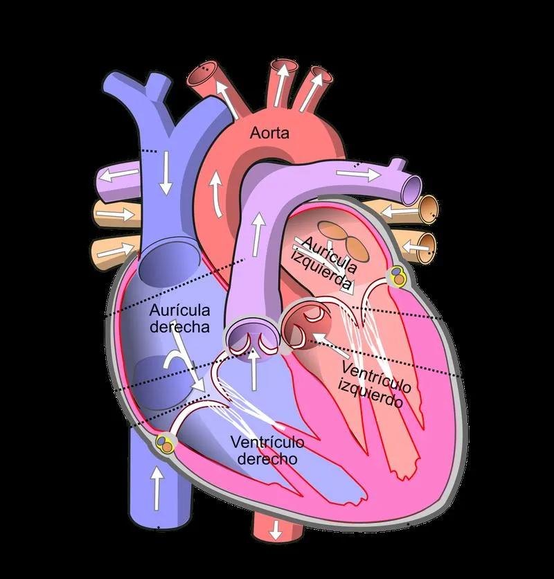 Thông liên nhĩ lỗ thứ phát có nguy hiểm không?