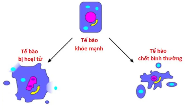 Tìm hiểu những thông tin bạn cần biết về thoái hóa và hoại tử tế bào