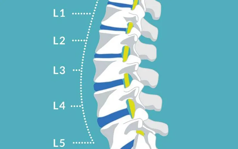 Tìm hiểu về đặc điểm của các đốt sống thắt lưng