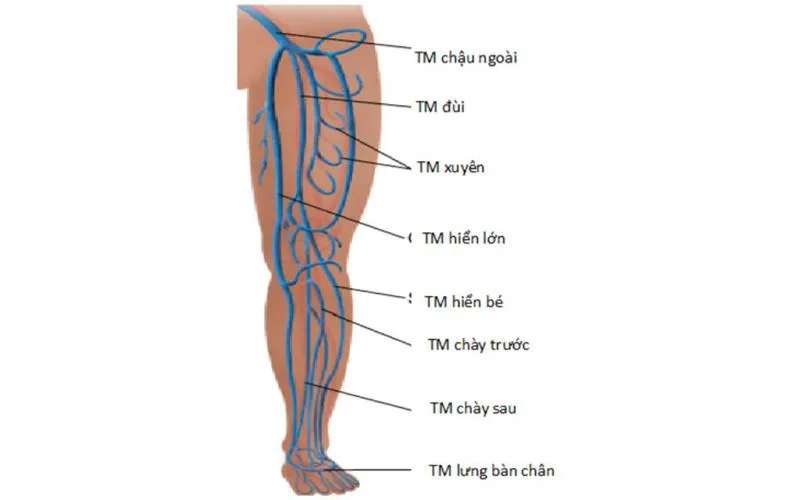 Tĩnh mạch đùi: Vị trí, chức năng và ý nghĩa lâm sàng trong y học