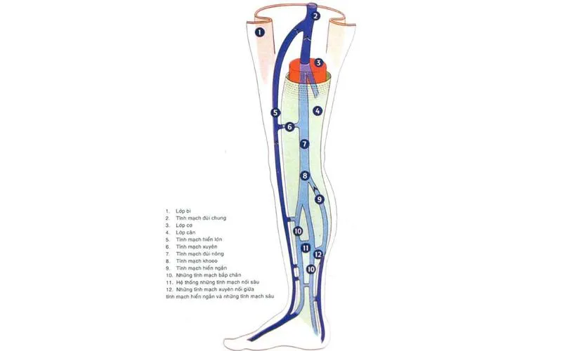 Tĩnh mạch đùi: Vị trí, chức năng và ý nghĩa lâm sàng trong y học