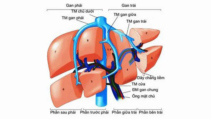 Tĩnh mạch gan có những chức năng quan trọng gì?