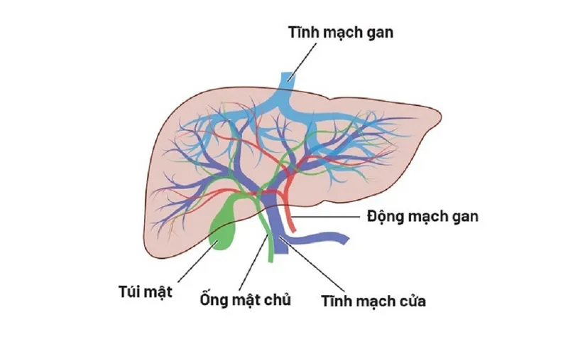 Tĩnh mạch gan có những chức năng quan trọng gì?