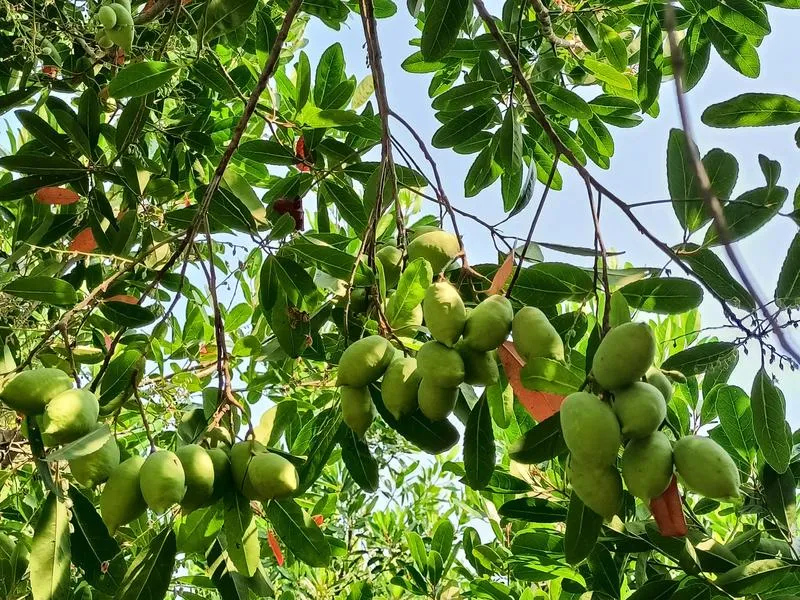 Trái cà na và những công dụng hữu ích