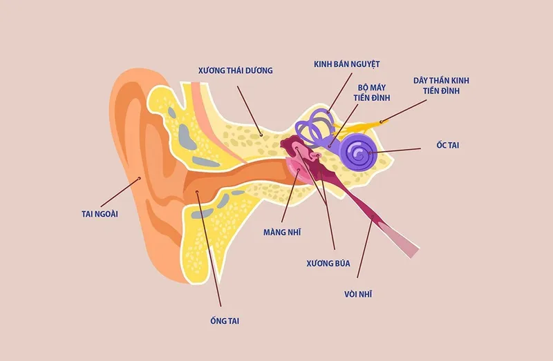 U dây thần kinh tiền đình: Nguyên nhân, triệu chứng và cách chữa trị