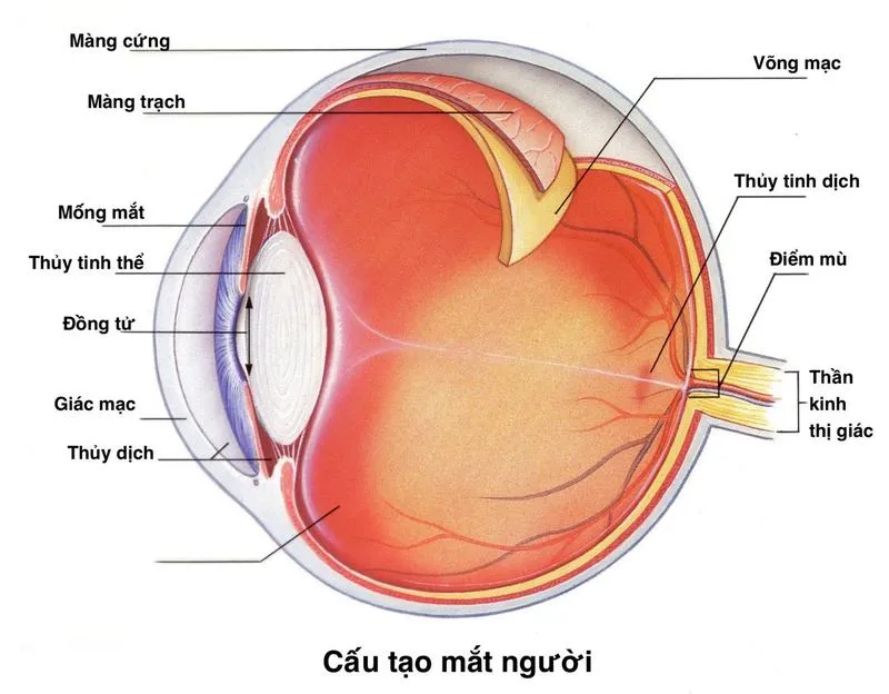 Võng mạc là gì? Các bệnh lý về võng mạc