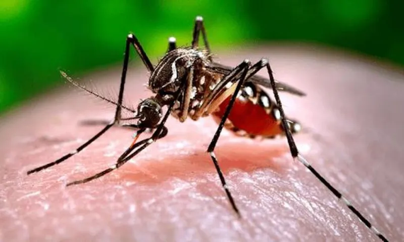 Xét nghiệm Dengue NS1 chẩn đoán bệnh lý gì và có ý nghĩa như thế nào?