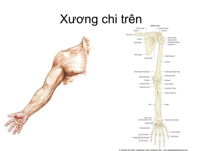 Xương quay: Vị trí, cấu trúc giải phẫu và chức năng vận động mà bạn nên biết