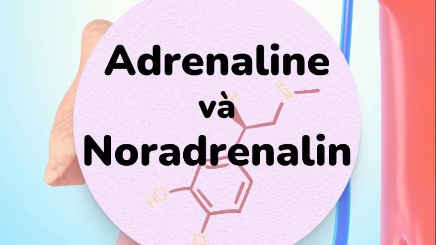 Adrenaline và Noradrenaline ảnh hưởng đến sức khỏe như thế nào?