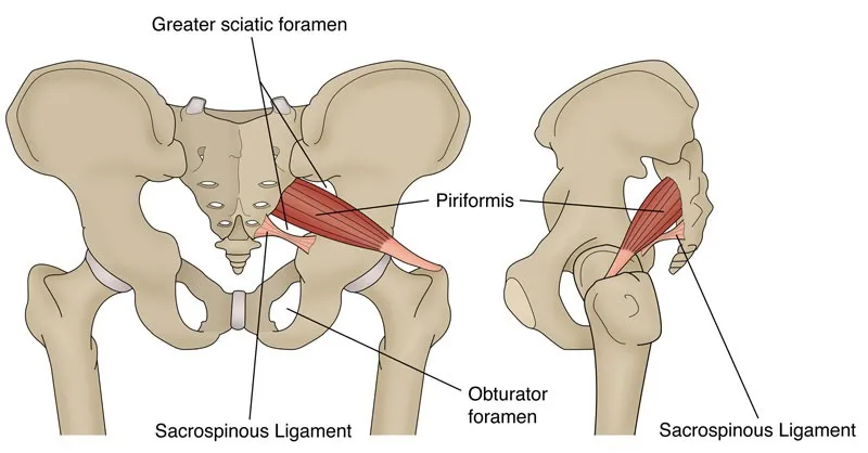 Hội chứng Piriformis: Nguyên nhân, dấu hiệu nhận biết và cách điều trị