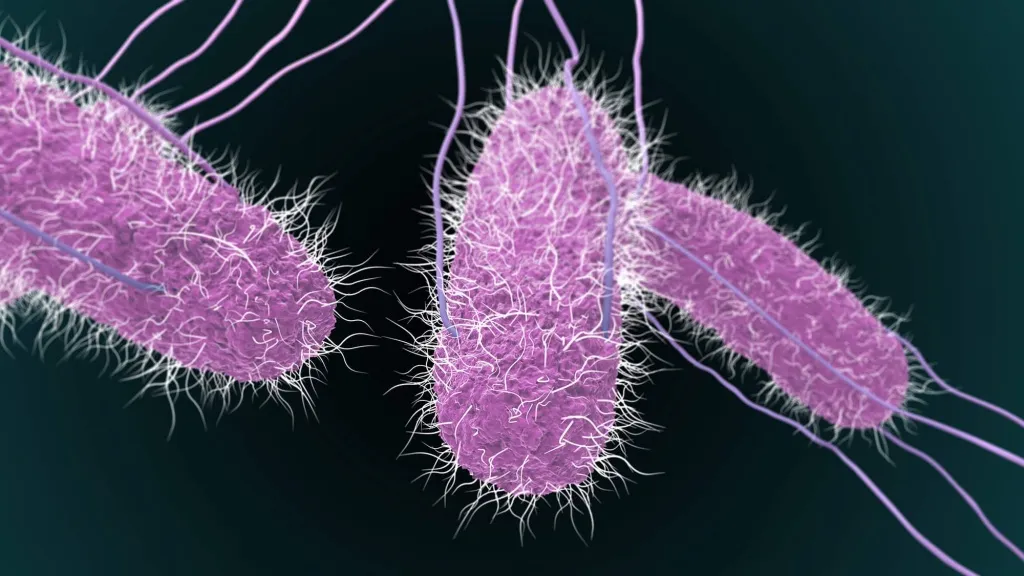 Vi khuẩn Salmonella: Nguyên nhân, nguồn lây nhiễm và triệu chứng