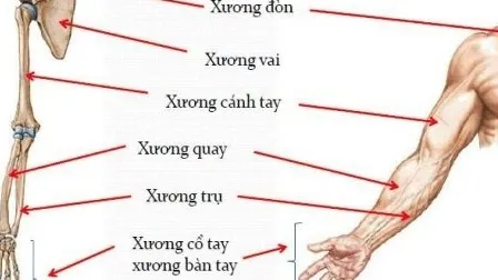 Xương trụ: Tìm hiểu cấu tạo, chức năng và các bệnh lý liên quan đến xương trụ