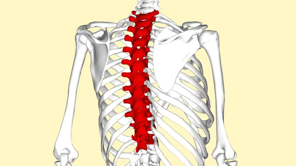 Đặc điểm của các đốt sống ngực và chức năng