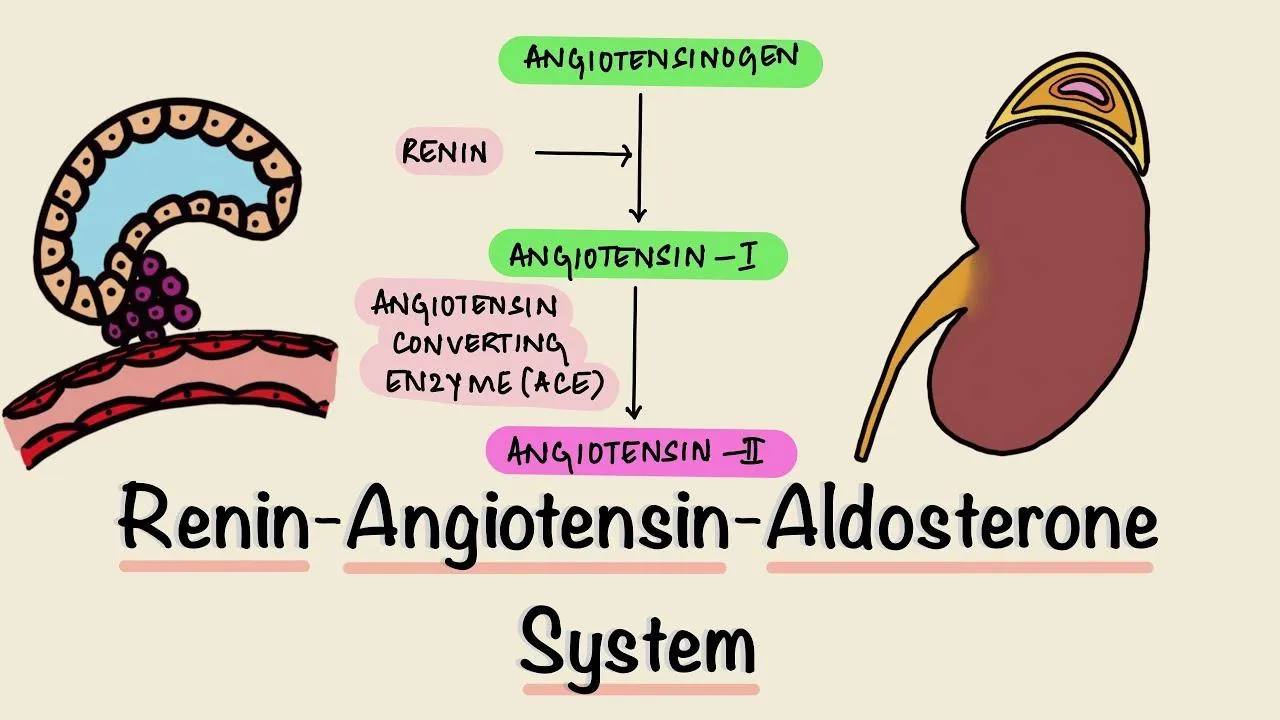 Hormone renin là gì? Khi nào cần tiến hành xét nghiệm renin?