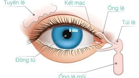 Kết mạc là gì? Nhận diện về một số bệnh ở kết mạc