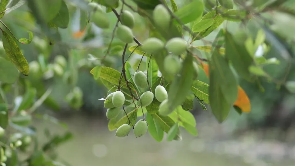 Trái cà na và những công dụng hữu ích