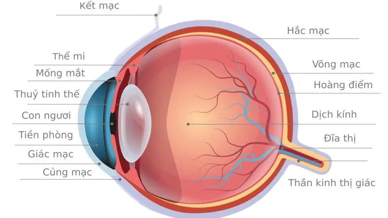 Võng mạc là gì? Các bệnh lý về võng mạc